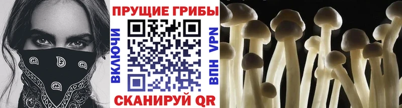 Псилоцибиновые грибы GOLDEN TEACHER  Волгодонск 